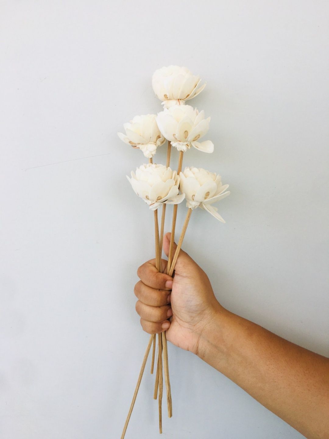 Paeonia Sola Flower (5pcs)