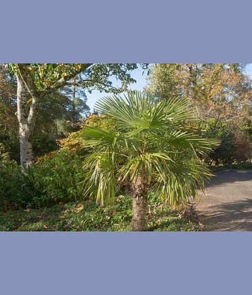 CLASSIC GREEN EARTH - Palm Plant ( 20 Seeds )