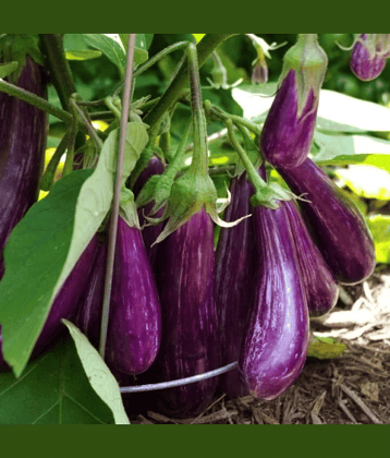 Jignisha Seeds Organic Brinjal Vegetable ( 50 Seeds )