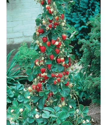 National Gardens Climbing Strawberry Fruit Seeds