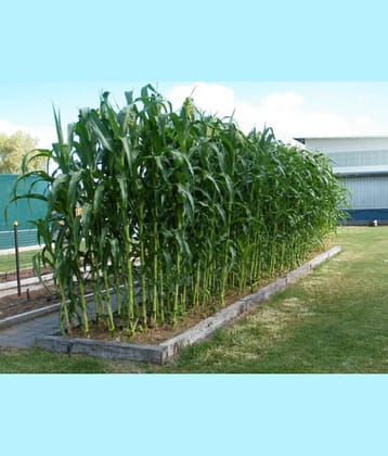 Golden X Bantom Corn Seeds, 50 Heirloom Seeds Per Packet