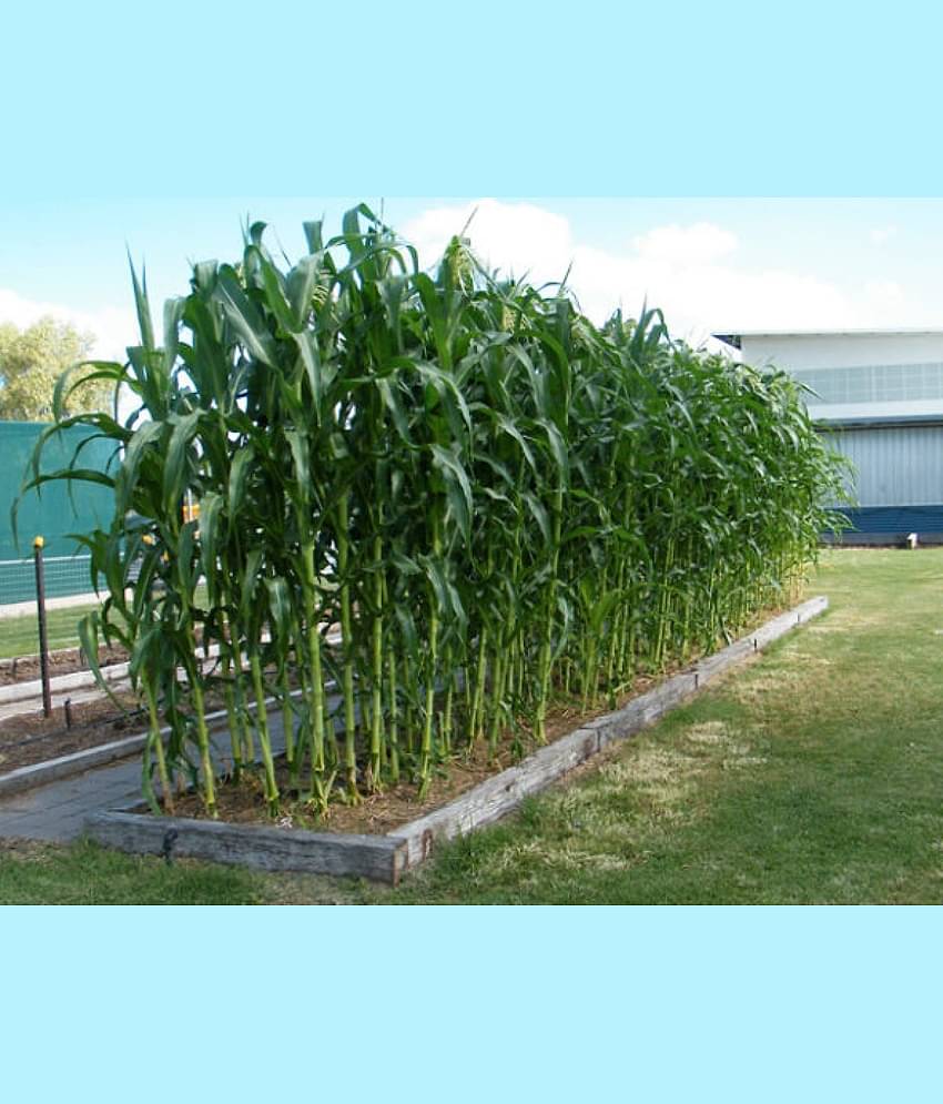 Golden X Bantom Corn Seeds, 50 Heirloom Seeds Per Packet