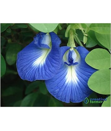 Blue Butterfly Pea Flower Seeds
