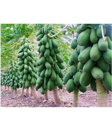 Papaya Seeds thai big red Variety Dwarf Fruit 50 seeds + Instruction Manual