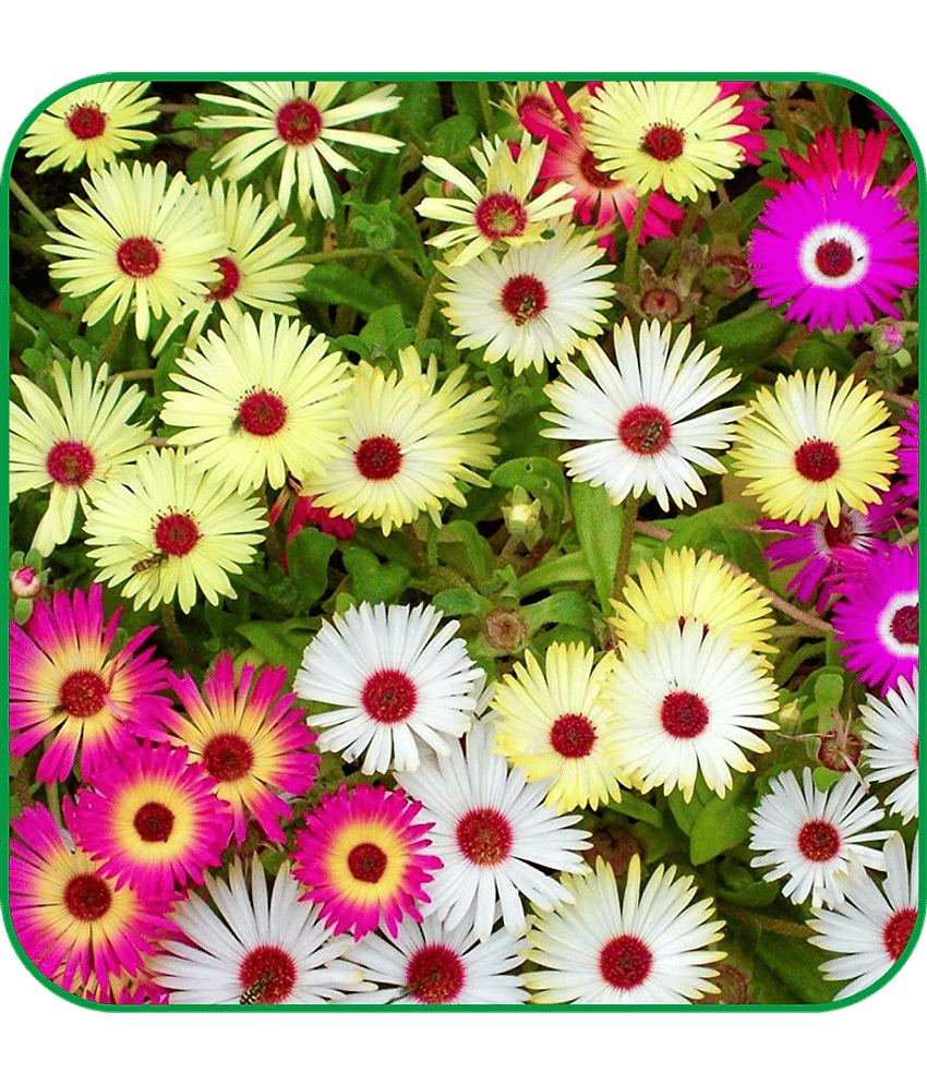Aero Seeds Iceflower Pack of 200 Seeds