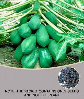 Papaya Fruit Seed | Pack of 50