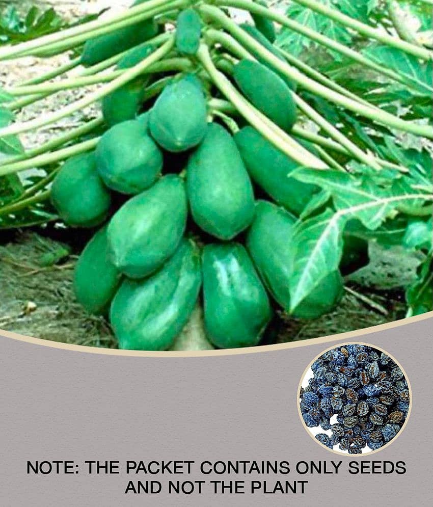 Papaya Fruit Seed | Pack of 50