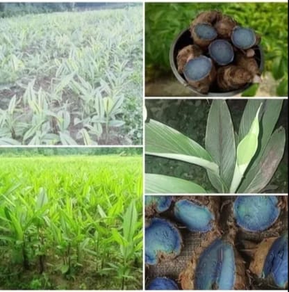 Black Turmeric (Curcuma caesia)