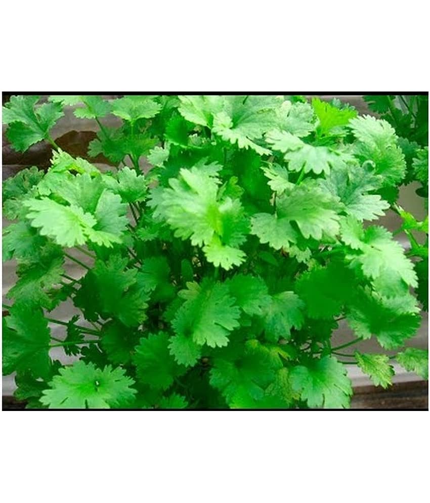 Modern Plants - Dhaniya/Coriander 50 Seeds - Natural Best Quality Seeds