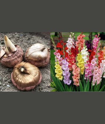 LiveNature Gladiolus Mixed Flower ( 3 Seeds )