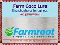 FARM COCO LURE (Red palm weevil) WITH BUCKT TRAP AND ACTIVATOR  Pack of 10