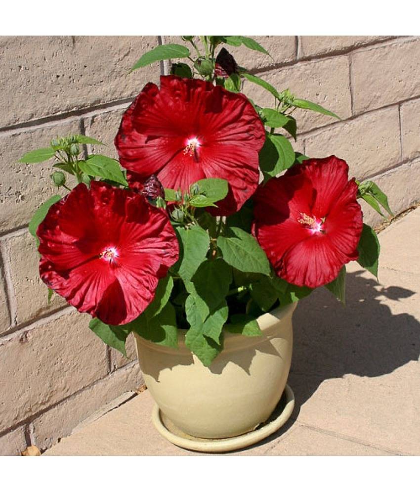 Azalea Gardens Rose mallow Hibiscus Seeds "HONEY­MOON DEEP RED\n" 20 Seeds Pack