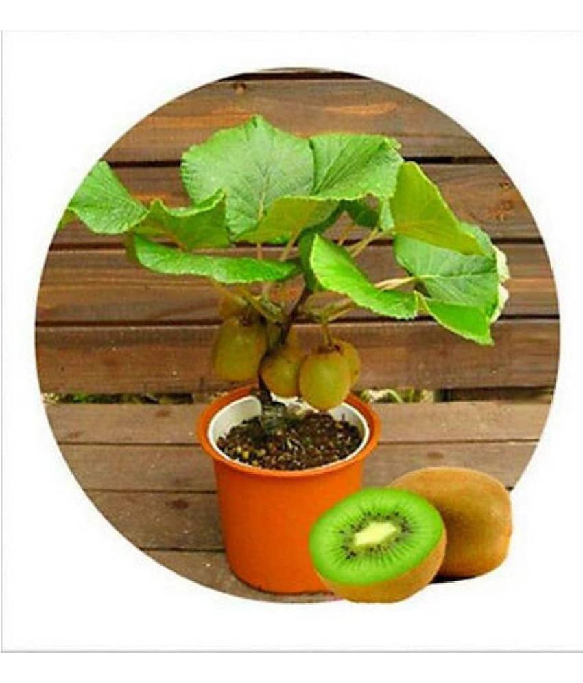 Kiwi Fruit Seeds Bonsai Kiwi Fruit Seed For Home Garden 20 seeds