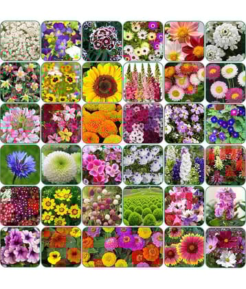Aero Seeds 35 variety Flower seeds combo pack with instruction manual.