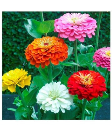 Zinnia Liliput Flowers Premium Exotic Seeds - Pack of 40 Premium Seeds with growing soil
