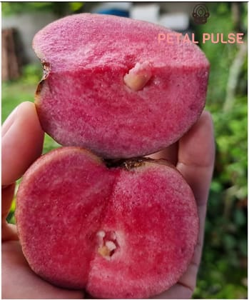 Black Diamond Guava Fruit Plant