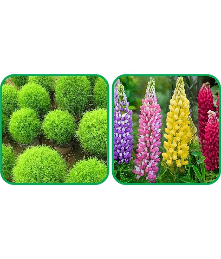 Aero Seeds Lupin Mix Color (50 Seeds) And Kochia (50 Seeds) Flower Seeds Pack