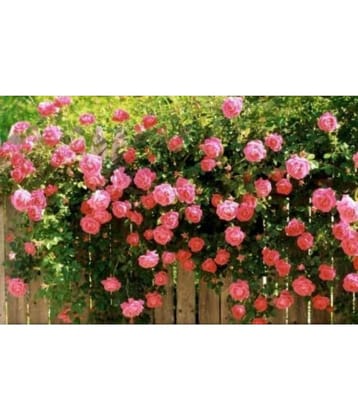 Azalea Gardens Rose Flower Seeds "Pink Climbing Rose" 20 Seeds Pack