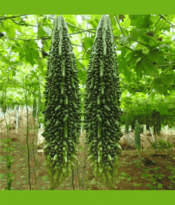 CLASSIC GREEN EARTH - Bitter Gourd Vegetable ( 25 Seeds )