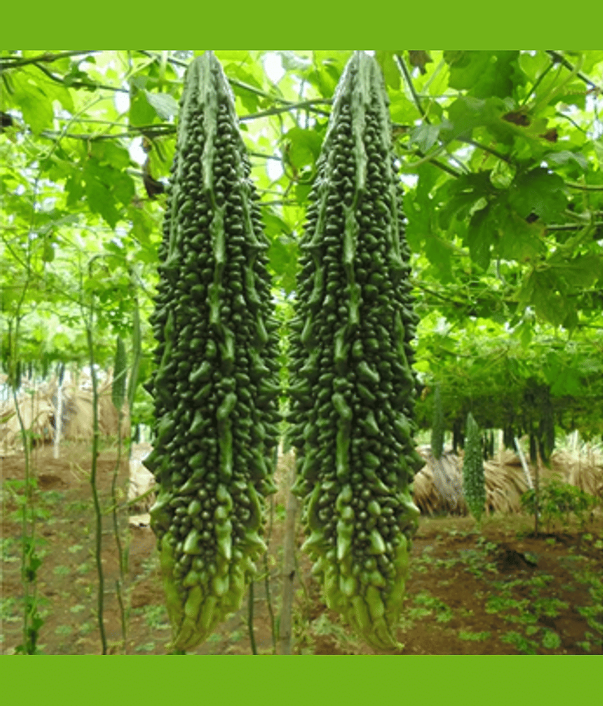 CLASSIC GREEN EARTH - Bitter Gourd Vegetable ( 25 Seeds )