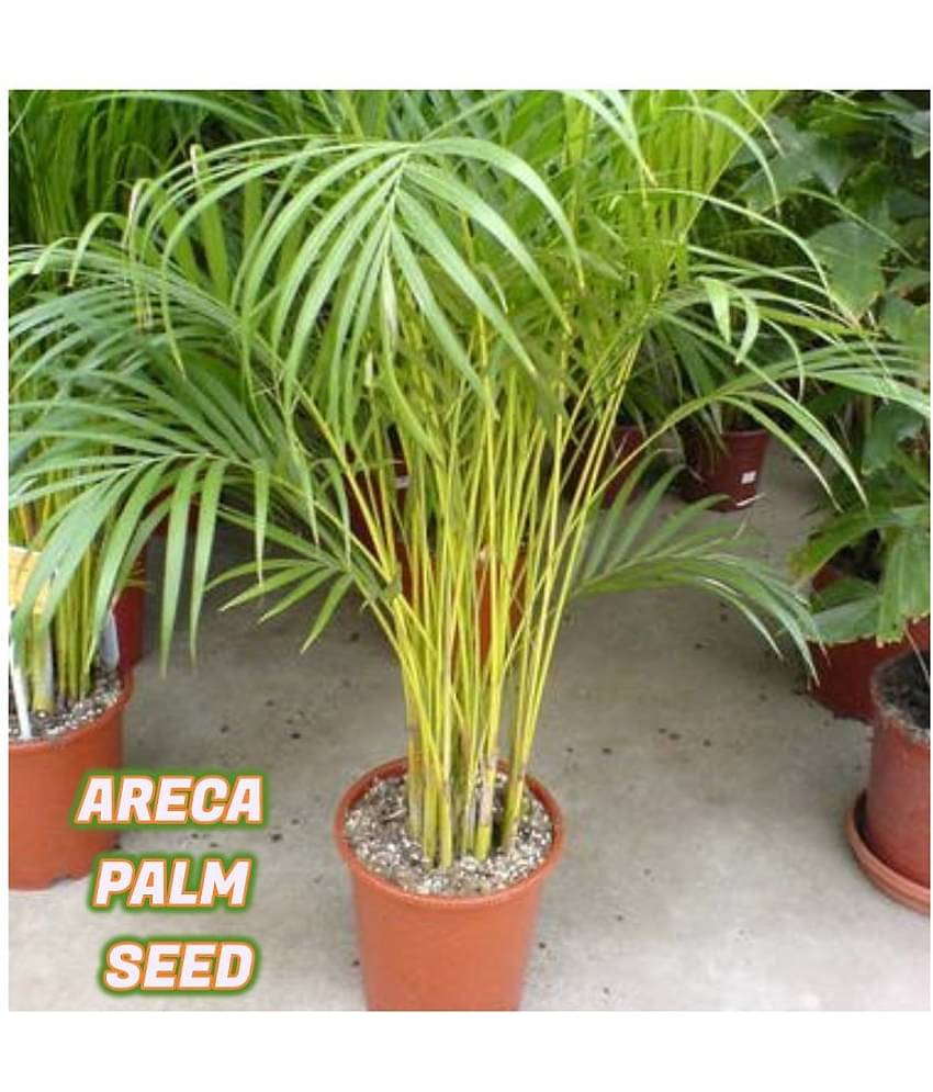 Areca Palm Seeds ( 5 seeds ) - Indoor & Outdoor Plant- Best Household Plant,Garden & Ornamental Plant Seeds