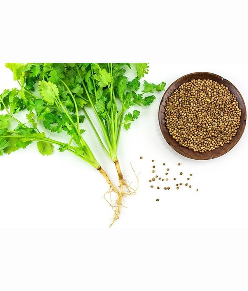 Coriander (Dhaniya) Best Quality Seeds - Pack of 100 Premium Seeds