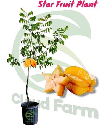 Cloud Farm Outdoor Fruit Plant ( Pack of 1 )