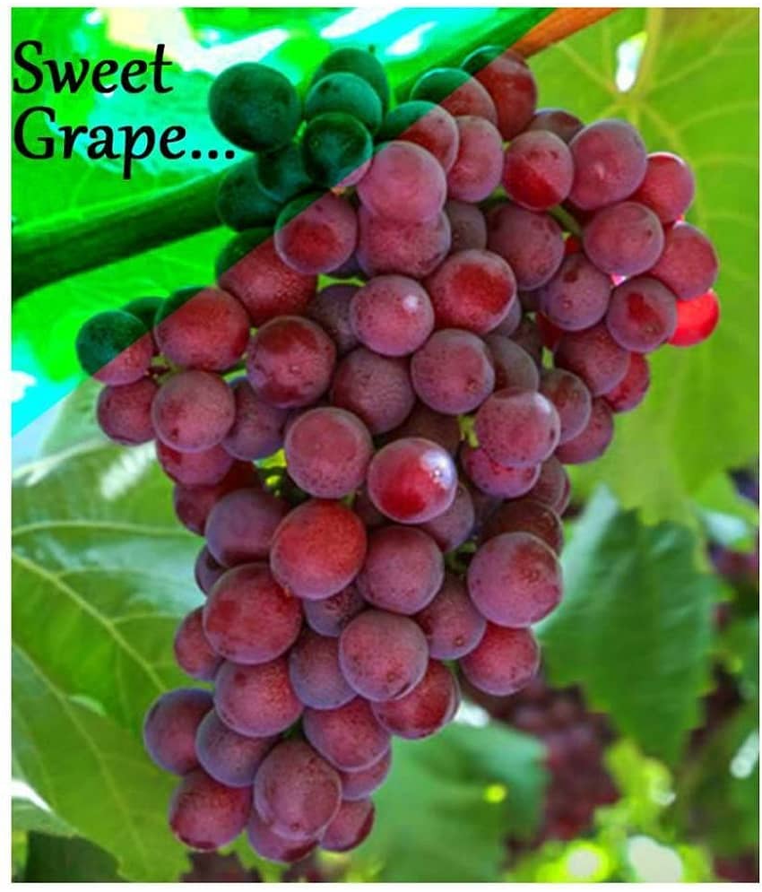 shivam organic seeds - Fruit Seeds ( 20 seeds )