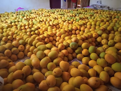 Solo Indulgence  Mango 1 Dozen Jumbo Box