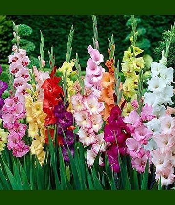 CLASSIC GREEN EARTH - Gaillardia Mixed Flower ( 4 Seeds )