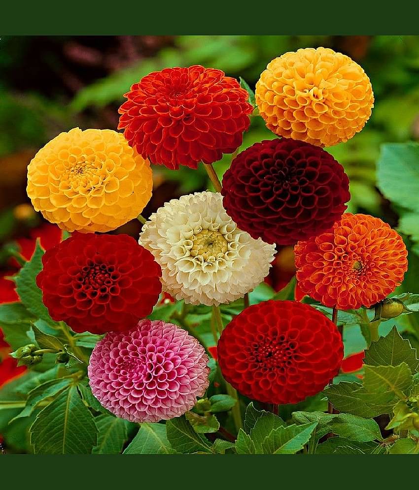 HN organic seed - Dahlia Mixed Flower ( 25 Seeds )