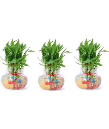 Green plant indoor - Green Wild Artificial Flowers With Pot ( Pack of 3 )