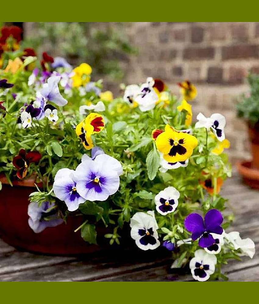 pansy flower seeds 50 seeds with growing coco peat