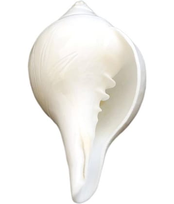 DIVINE NATURAL BLOWING/POOJA CONCH / POOJA/BAJANE WALA SHANKH