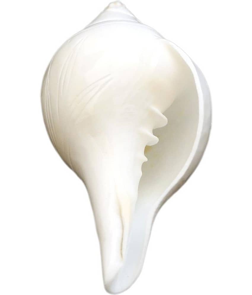 DIVINE NATURAL BLOWING/POOJA CONCH / POOJA/BAJANE WALA SHANKH