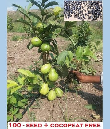 Giant Thailand Guava Fruit Seeds Pack of 100 seeds with (100gm cocopeat)