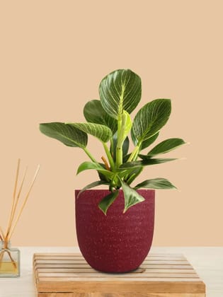 Birkin Philodendron Plant (Small) in Eco Pot Birkin Philodendron Plant (Small) in Eco Pot