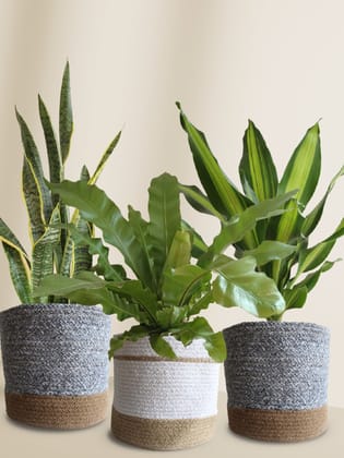 Air-Purifying Plants Combo (XL Plants) Air-Purifying Plants Combo (XL Plants)