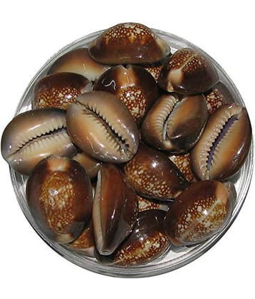 Padmavathi Enterprises - Plastic Kowdi (Pack of 10)