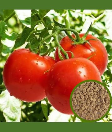 LiveNature Tomato Seeds | Vegetable Seeds | Desi Seeds | Best for Home Garden & Terrace – Pack of 100 Seeds