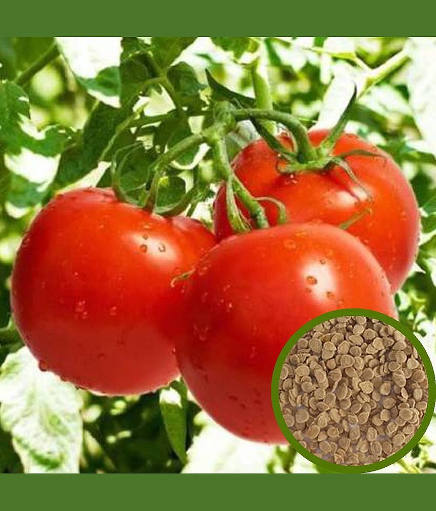 LiveNature Tomato Seeds | Vegetable Seeds | Desi Seeds | Best for Home Garden & Terrace – Pack of 100 Seeds