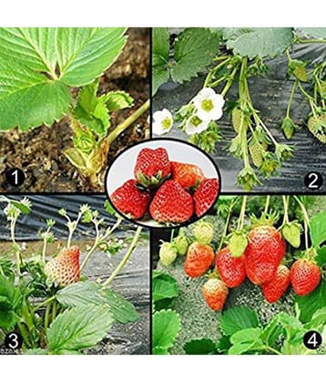 OhhSome Herb Heirloom - Potted Strawberry Seeds Kitchen Garden Pack