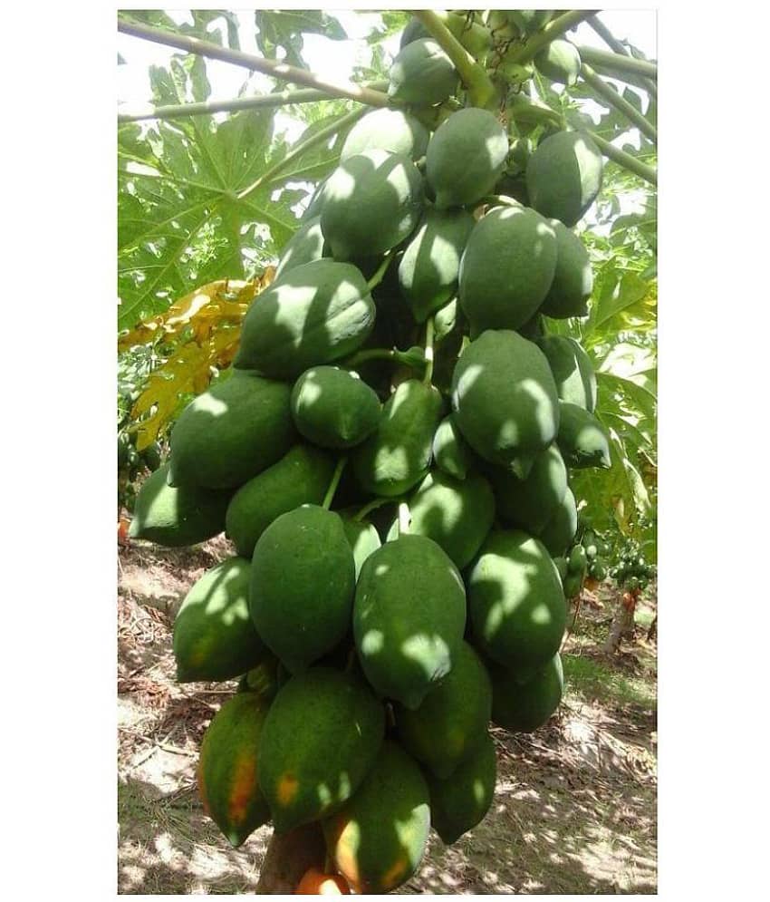 red lady papaya seeds 100 seeds