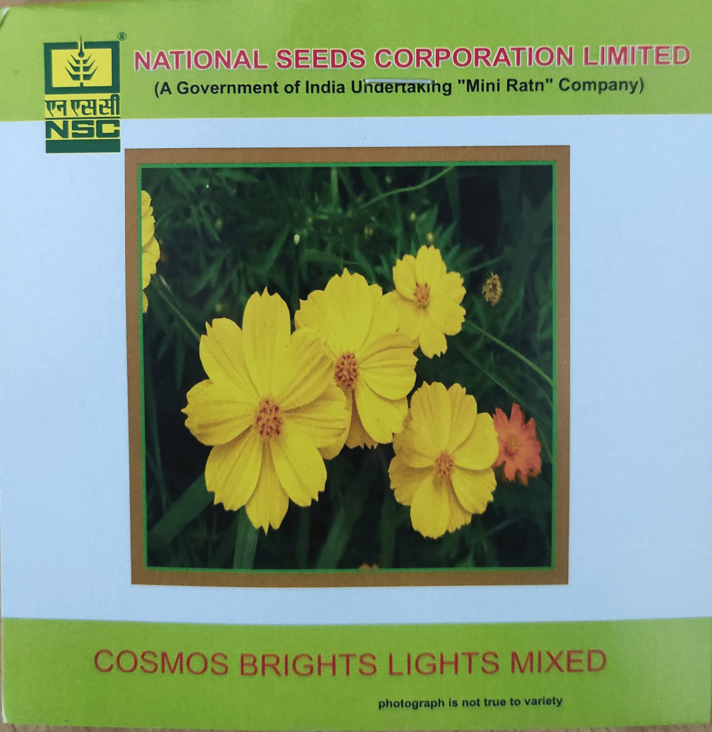 NSC Cosmos Brights Lights Mixed Flower seed