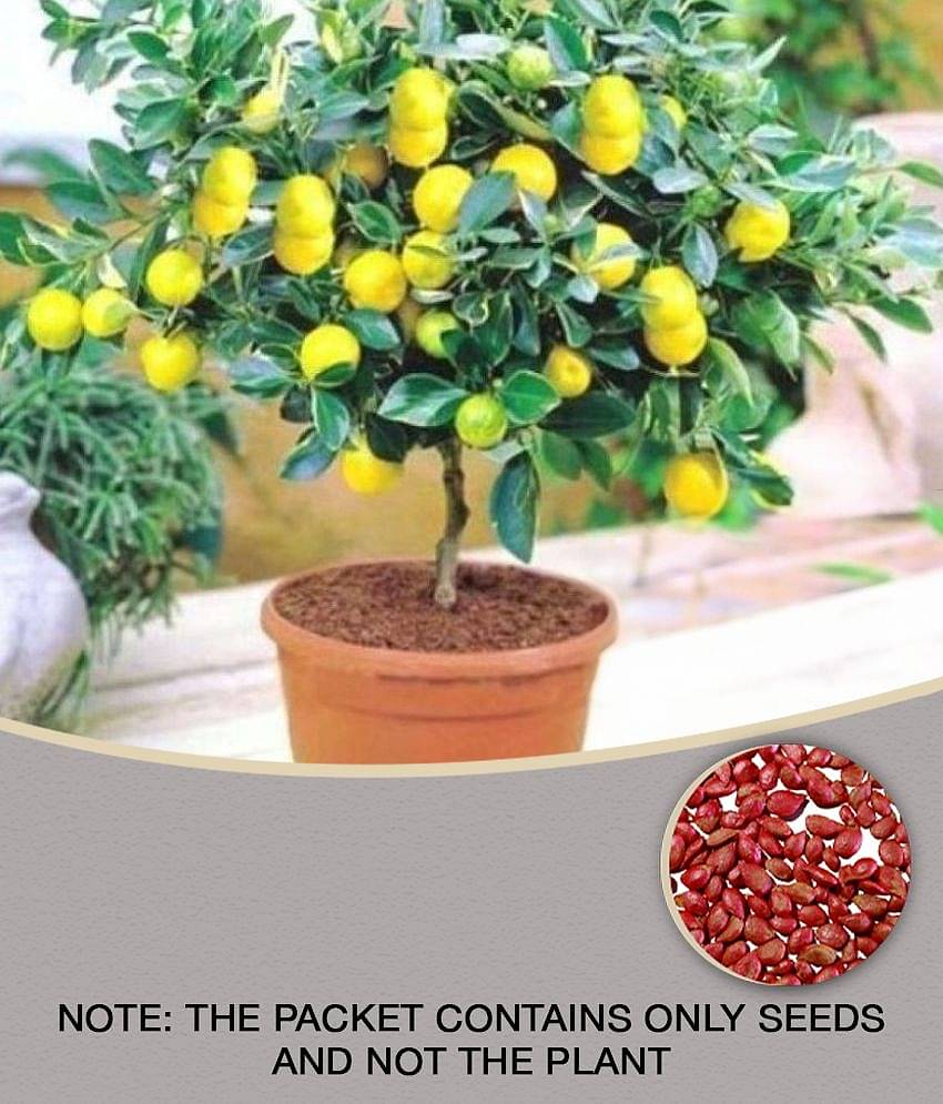 Homeagro Seeds Combo - lemon Seeds ( 20 seed ) and Hybrid Indian Tomato Vegetable ( 100 seed )