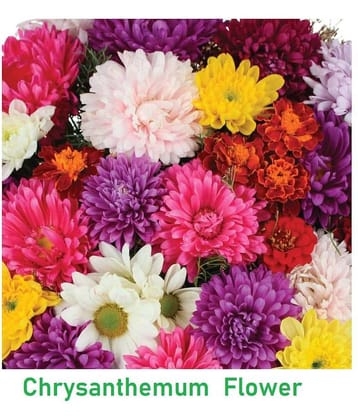 Chrysanthemum Flower Mix Colour Seeds Hybrid Seeds ( Pack of 20 )