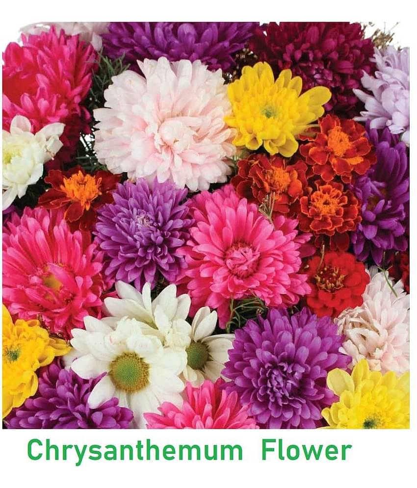 Chrysanthemum Flower Mix Colour Seeds Hybrid Seeds ( Pack of 20 )