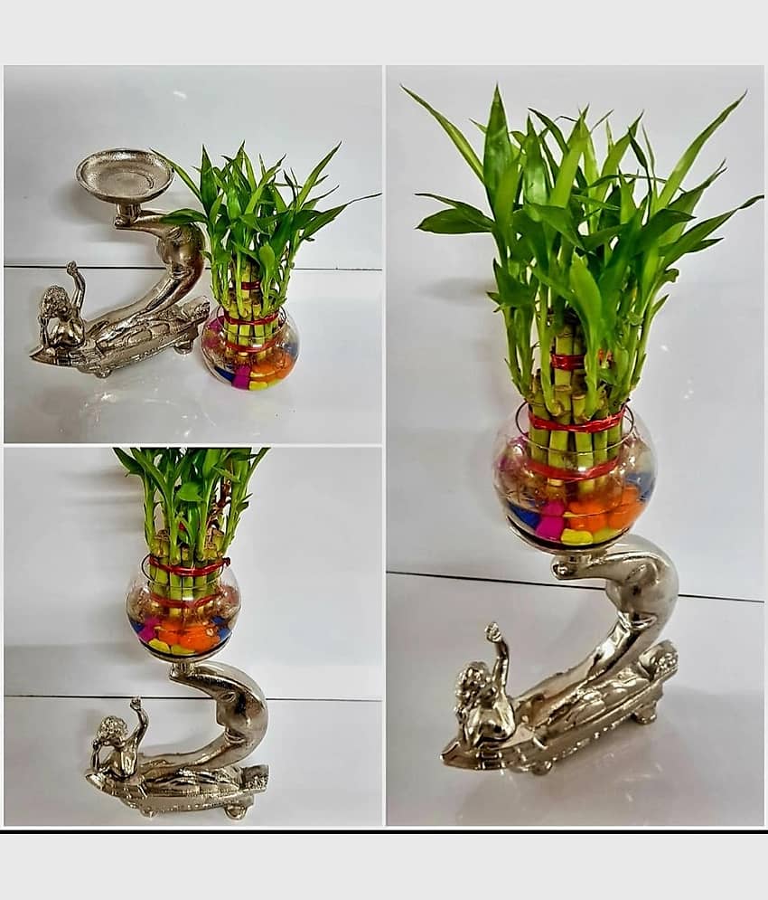 R.R.V. International Indoor Bamboo Plant ( Pack of 1 )