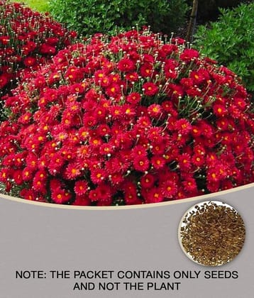 homeagro - Indian Chrysanthemum Mixed Flower ( 50 Seeds )
