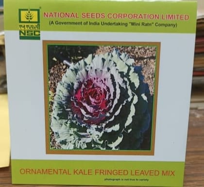 NSC Ornamental Kale Fringed Leaved Mix Seed